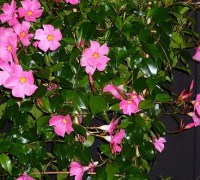 Cây hồng anh,cay hong anh,hồng anh,hong anh,Mandevilla sanderi,Apocynaceae,cây hoa,Hồng anh