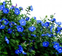 hoa thanh tú,hoa thanh tu,thanh tú,evolvulus glomeratus,Convolvulaceae,bìm bìm,Hoa Thanh tú