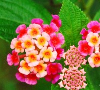 Hoa ngũ sắc,hoa ngu sac,bông ổi,cây thơm ổi,cây trâm ổi,cay tram oi,cây ổi nho,cây trâm anh,cây tứ mã đơn,cây tứ quý,mã anh đơn,cây mã anh đơn,cây tứ thời,Lantana camara,Verbenaceae,cỏ roi ngựa,Hoa ngũ sắc