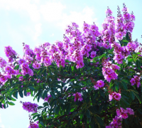 Cây bằng lăng,cay bang lang,bằng lăng tím,bang lang tim,bằng lăng nước,bang lang nuoc,bằng lăng trắng,chi tử vi,Lagerstroemia speciosa,Lagerstroemia,Lilas des Indes,Giant Crape-myrtle,Queen 's Crape-myrtle,Pride of India,Queen 's flower,Cây bằng lăng