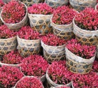 cây kỉ đỏ,cay ki do,cây kỷ đỏ,cây dền đỏ cảnh,cay dền đỏ,alternanthera bettzickiana,rau dền,amaranthaceae,Cây kỉ đỏ - dền đỏ cảnh