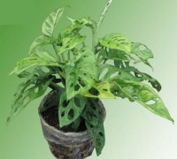 Trầu bà cửa sổ,trau ba cua so,trầu bà lỗ,trau ba lo,cây trầu bà,trầu bà,Monstera obliqua var.expilata,Trầu bà cửa sổ