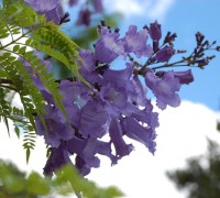 phượng tím,hoa phượng tím,cay phuong tim,cây phượng,phượng,hoa phượng,hoa học trò,acaranda mimosifolia,Jacaranda acutifolia,cây ngoại thất,Phượng tím