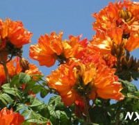 Cây sò đo cam,so do cam,cây chuông đỏ,cay chuong do,chuông đỏ,hồng kỳ,phượng hoàng đỏ,đỉnh phượng hoàng,cây phượng hoàng,tulip châu Phi,uất kim hương châu Phi,African tulip tree,Fountain tree,Spathodea campanulata,núc nắc,Bignoniaceae,cây ngoại thất,Cây Sò Đo Cam