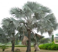 Cây kè bạc,cay ke bac,kè bạc,ke bac,họ cau,Bismarckia nobilis,cây ngoại thất,Cây kè bạc