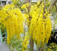 osaka,cây osaka vàng,cay osaka,Muồng hoàng yến,Muồng hoàng hậu,Hoa lồng đèn,Bò cạp nước,Bò cạp vàng,Mai dây,Cây xuân muộn,Mai nở muộn,Cassia fistula L.,họ Đậu,Fabaceae,Cây Osaka vàng - Muồng hoàng yến