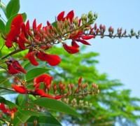 Cây osaka đỏ,cây osaka,osaka,muồng hoa đỏ,hoàng hậu đỏ,cây vông đồng,cây vông kê,vông kê,cây móng quỷ,cây hoàng hậu đỏ,cây đậu san hô đỏ,cây vông màu gà,cây hoa hồng môi,Erythrina fusca,Fabaceae,cây ngoại thất,Cây Osaka đỏ - Muồng hoa đỏ