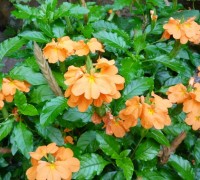 Cây kim đồng cam,kim đồng cam,kim dong cam,cây hỏa hoàng,cây kim đồng,kim đồng,Crossandra infundibuliformis,Crossandra undulaefolia,Crossandra undulaefolia Salisb,Acanthaceae,Cây kim đồng cam