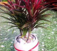 Cây ánh dương,cay anh duong,hồng phát tài,hong phat tai,ánh dương,anh duong,Cordyline australis,cây nội thất,Cây ánh dương