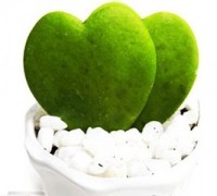 Cây tình yêu,cay tinh yeu,cây trái tim,cây lá hình trái tim,cay la hinh trai tim,cay noi that,cay phong thuy,cây văn phòng,Cây tình yêu