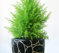 Cây tùng thơm,cay tung thom,cây tùng,tùng thơm,tung thom,tùng hương,Cupressus macrocarpa,Cây Tùng Thơm