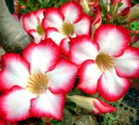 Hoa sứ thái lan,sứ thái lan,hoa su thai lan,su thai,hoa sứ,hoa hồng sa mạc,sứ đại,sứ đại hoa đỏ,Adenium obesum,Apocyanaceae,cách ươm sứ thái lan,để sứ Thái ra hoa vào dịp tết,Cây hoa sứ Thái Lan