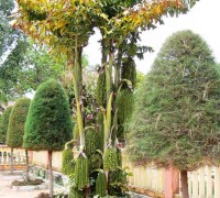 Cây đủng đỉnh,cay đùng đình,cay dung dinh,đùng đình,cây móc,Caryota mitis,họ cau,Arecaceae,Cây đủng đỉnh