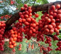 Dâu da,dau da,du da,giau gia,giu gia,dâu da đất,dau da dat,bòn bon,dâu da xoan,dau da xoan,Baccaurea,Baccaurea sapida,Euphobiaceae,châm châu,dâm bôi, hồng bì dại,Rutaceae,Spondias lakonensis,Allospondias lakonensis,Anacardiaceae,Cây dâu da