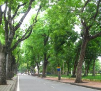Xà cừ,cây xà cừ,sọ khỉ,quả gỗ,Khaya senegalensis,Meliaceae,cây đường phố,cây công trình,cây ngoại thất,Xà cừ