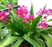 Hoa chu đinh lan,hoa chu dinh lan,chu dinh lan,Spathoglottis plicata,cây hoa,hoa lan,Hoa Chu Đinh Lan