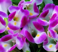 hoa tô liên,hoa to lien,tô liên,to lien,hoa mõm chó,hoa hàm chó,hoa mõm sói,hoa mắt nai,Torenia Fournierii Lindt,Scrophulariaceae,Hoa Tô Liên