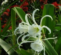 Bạch trinh biển,cây bạch trinh biển,bach trinh bien,cay bach trinh bien,cây trinh biển,cay trinh bien,cây hoa,cây ngoại thất,Hymenocallis americana Roem,Bạch trinh biển