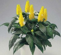 Long thủ vàng,long thu vang,cây long thủ vàng,cây rồng vàng,đầu rồng vàng,cay rong vang,Pachystachys lutea,hoàng long ngọc,họ Ô Rô,Acanthaceae,cây bụi,Long Thủ Vàng