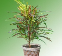 Đuôi lươn,cây đuôi lươn,duoi luon,cay duoi luon,cô tòng đuôi lươn,co tong duoi luon,cây lá màu,Đuôi lươn