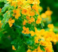 hoa điệp vàng,cây điệp vàng,cây điệp,hoa điệp,hoa diep vang,nắng ấm sân trường,con đường đến trường,hoa học trò,tuổi học trò,Caesalpinia ferrea,họ Đậu,Fabaceae,Hoa điệp vàng