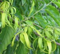 cây móng rồng,móng rồng,cây móng cọp,móng cọp,cây bụi,chi móng rồng,chi dây công chúa,Artabotrys,Cây móng rồng - móng cọp