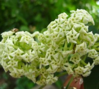 hoa sữa,cây hoa sữa,hoa sua,mùi hoa sữa,tác hại của hoa sữa,cây mò cua,cây mù cua,Alstonia scholaris,Echites scholaris L. Mant,Pala scholaris L. Roberty,họ La Bố Ma,Apocynaceae,Hoa Sữa