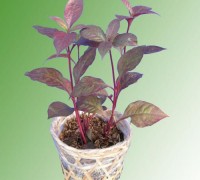 cây mắt nhung,mắt nhung,cây mắt nai,mắt nai,Alternanthera dentata,Cyathula prostrata,Hookweed,họ Dền,Amaranthaceae,Cây Mắt nhung - Mắt nai