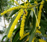 Keo lá tràm,tràm bông vàng,cây keo,cây ngoại thất,cây bóng mát,Acacia auriculiformis,họ Đậu,Fabaceae,Keo lá tràm - tràm bông vàng