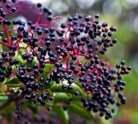 Cây cơm cháy,cay com chay,cơm cháy,cây sóc dịch,cây thuốc mọi, tiếp cốt thảo,Sambucus javanica Reinw. ex Blume,họ Cơm cháy,Sambucaceae,Cây Cơm cháy