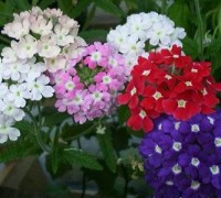 Hoa diễm châu,cây diễm châu,diễm châu,hoa diem chau,cay diem chau,cây bụi,cây thảm cỏ,Pentas lanceolata,họ cà phê,Rubiaceae,cây hoa,Diễm Châu