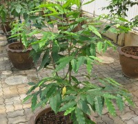 Trầm hương,cây trầm hương,tram huong,ưng mọc,cây ưng mọc,cây gỗ chim ưng,trầm dó,trầm gió,dó bầu,dó núi,trầm,kỳ nam,trầm,kỳ,tốc,truyền thuyết trầm hương,sự tích trầm hương,dược liệu quý,cây thuốc,cây y học,Aquilaria crassna,Trầm hương