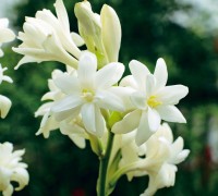 Hoa huệ,hoa hue,huệ,dạ lai hương,vũ lai hương,huệ ta,huệ tây,huệ đơn,huệ xẻ,huệ kép,huệ tứ diện,huệ trâu,thiếu nữ bên hoa huệ,huệ đỏ,Polianthes tuberosa,Lilium longiflorum,cây hoa,họ thùa,Agavaceae,món ăn làm từ hoa huệ,gỏi hoa huệ,hoa huệ xào thịt bò,Hoa huệ