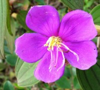 Hoa mua,hoa tím,hoa mua Đà Lạt,đồi hoa mua Đà Lạt,các loài hoa mua,cây hoa,cây bụi,Melastoma,Melastomataceae,Hoa Mua