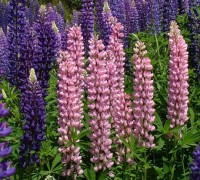 Hoa phi yến,phi yến,hoa phi yen,hoa chân chim,Delphimum ajacis,Delphinium,cây hoa,hoa đẹp,ý nghĩa hoa phi yến,truyền thuyết hoa phi yến,Hoa Phi Yến