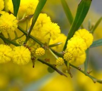 Hoa mimosa,mimosa,ý nghĩa hoa mimosa,truyền thuyết hoa mimosa,mimosa Đà Lạt,Acacia Podalyriaefolia Cunn Mimosaceae,keo lá tròn,Hoa Mimosa