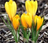 Hoa nghệ tây,nghệ tây,hoa nghe tay,hoa đẹp,Crocus,Crocus sativus,họ Diên Vĩ,truyền thuyết hoa nghệ tây,Hoa Nghệ Tây