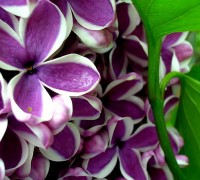 Hoa tử đinh hương,tử đinh hương,hoa tu dinh huong,Syringa,họ ô liu,ý nghĩa hoa tử đinh hương,sự tích hoa tử đinh hương,hoa tử đinh hương Ba Tư,Hoa tử đinh hương