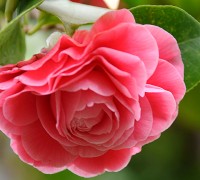 Hoa trà,cây hoa trà,bạch trà,hồng trà,hoa hồng Nhật Bản,ý nghĩa hoa trà,hoa trà trắng,hoa trà hồng,hoa trà đỏ,hoa trà kép,hoa trà my,hoa trà mi,Camellia,Camellia japonica,cây chè,họ chè,Theaceae,sự tích hoa trà my,ý nghĩa hoa trà my,Camellia sinensis,chè Shan Tuyết,trà Shan Tuyết,Hoa trà