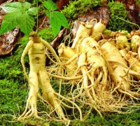 Nhân sâm,cây nhân sâm,hồng sâm,sâm ngọc linh,sâm Việt Nam,nhân sâm Việt Nam,nhân sâm Triều Tiên,sâm Hàn Quốc,họ cam tùng,araliaceae,tác dụng của nhân sâm,công dụng của nhân sâm,Panax,Panax ginseng,Panax vietnamensis,Notoginseng,Panax notoginseng,Panax bipinnatifidus,tam thất,điền thất,sâm cao ly,Panax japonicus,sâm Nhật Bản,sâm lá to,sâm đốt tre,Panax quinquefolius,sâm Mỹ,sâm Tây Dương,Panax wangianus,sâm đốt tre lá hẹp,giả nhân sâm lá hẹp,Panax zingiberensis,tam thất gừng,Pseudoginseng,Panax pseudoginseng,sâm Himalaya,Panax stipuleanatus,bình biên tam thất,Trifolius,Panax trifolius,sâm ba lá,Nhân sâm