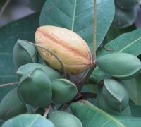 Cây bàng,bàng,Terminalia catappa,họ trâm bầu,Combretaceae,cây bóng mát,cây trường học,Cây bàng