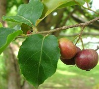 Cây hồng quân,hồng quân,bồ quân,bù quân,mùng quân,mùng quân trắng,mùng quân rừng,cây quân,Flacourtia jangomas,họ cây Liễu,cây ăn quả,cây chữa bệnh,tác dụng của cây hồng quân,Hồng quân