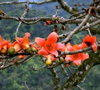 Cây gạo,cây hoa gạo,cây gạo hoa đỏ,mộc miên,cây bông thân gỗ,hồng miên,bông đỏ,anh hùng thụ,cây anh hùng,bao giờ cho đến tháng ba hoa gạo rụng xuống bà già cất chăn,công dụng của cây gạo,Bombax ceiba,Bombax,họ gạo,Bombacaceae,thần cây đa,ma cây gạo,cú cáo cây đề,Cây gạo