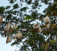 Cây bông gòn,cây gòn,bông gòn,cây bông gạo,bông gạo,cây bông lụa,cây bông Java,cát bối,cát bối miên,cát bối mộc miên,cẩm quỳ,Ceiba pentandra,Kapok tree,Kapokier,bois coton,Silk Cotton tree,Java Cotton tree,Java kapok tree,Ceiba,Malvales,Malvaceae,Ceiba pentandra guineensis,Cây bông gòn - bông gạo