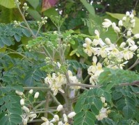 Cây chùm ngây,chùm ngây,ba đậu dại,moringa oleifera,moringa,moringaceae,cây thần diệu,miracle tree,cây kỳ quan,wonder tree,cây vạn năng,multipurpose tree,cây độ sinh,tree of life,cây cải ngựa,horseradish tree,cây dùi trống,drumstick tree,cây dầu bel,bel-oil tree,bel-oil,Chùm ngây
