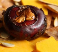 Cây mã thầy,cây củ năn,cây bột tề,củ năn,cây bột tề,năn lùn,năn ngọt,năn bộp,cỏ năn ống,củ năn bông đơn,Eleocharis dulcis Burm.f,Eleocharis plantaginea R.Br,bài thuốc từ mã thầy,bài thuốc từ củ năn,Mã thầy - củ năn