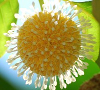 Cây gáo,gáo trắng,gáo vàng,gáo nam,gáo tròn,gáo tàu,cà tôm,cà đam,thiên ngân,Neolamarckia cadamba,Nauclea orientalis,Nauclea cadamba Roxb,Anthocephalus cadamba (Roxb.) Miq, Samama cadamba (Roxb.) Kuntze,Anthocephalus morindifolius Korth,Nauclea megaphylla S.Moore,Neonauclea megaphylla S.Moore,Anthocephalus chinensis (Lamk.) Rich. ex Walp,tác dụng chữa bệnh của cây gáo,bài thuốc từ cây gáo tròn,cây y học,cây chữa bệnh,cây lấy gỗ,họ cà phê,họ thiến thảo,Rubiaceae,Cây Gáo - gáo trắng,gáo vàng,gáo tròn