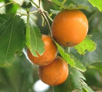 Mã tiền,cây mã tiền,cây củ chi,Strychnos nux-vomica,Strychnos colubrina,Strychnos lucida,Strychnos spireana,Strychnos vomica,cây chữa bệnh,cây y học,cây có độc,Loganiaceae,tác dụng chữa bệnh của cây mã tiền,bài thuốc từ cây mã tiền,Mã tiền