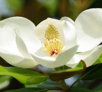 Hoa mộc lan trắng,hoa mộc lan,cây mộc lan,ý nghĩa hoa mộc lan,hoa mộc lan hồng,hoa mộc lan xanh,Magnolia grandiflora,Magnoliaceae,Magnoliales,Hoa mộc lan
