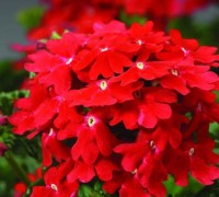 Hoa vân anh,hoa đẹp,ý nghĩa hoa vân anh,Hoa Vân Anh